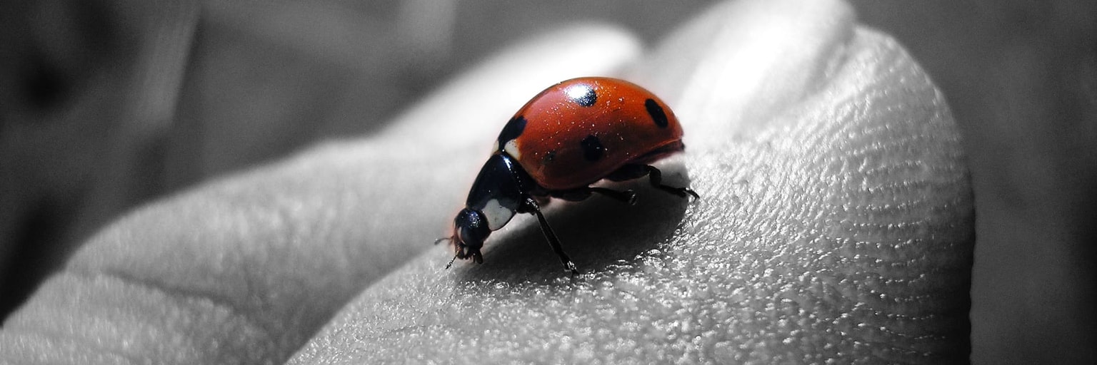 Immagine anteprima di Il giorno della coccinella